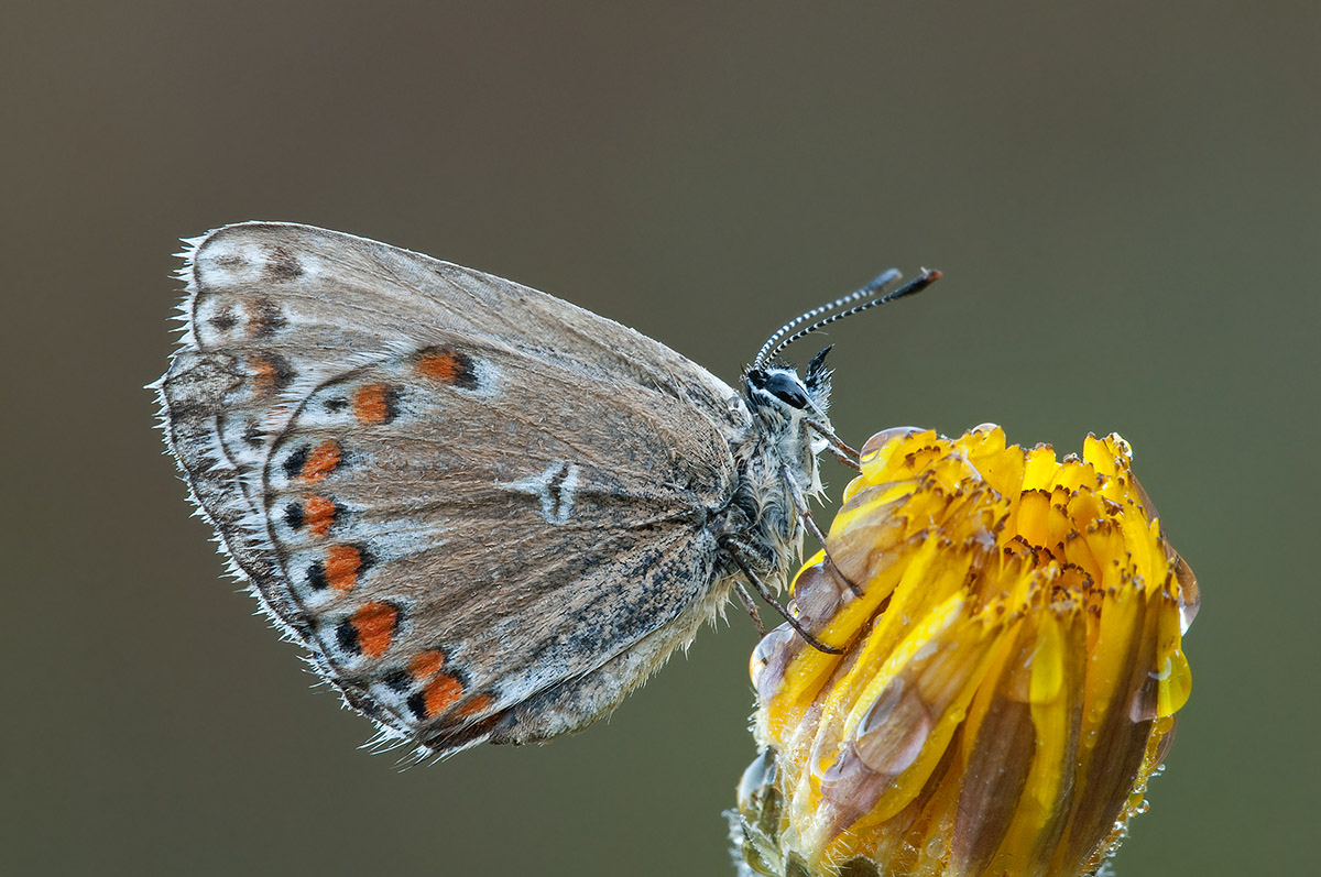 licenide da identificare